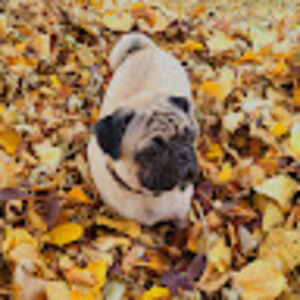 Meet your Posher, Connor